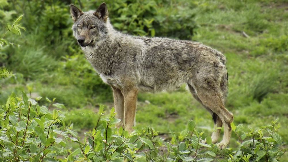 Pour les associations écologistes, les meutes de loups ont pour vocation de s'installer dans un territoire largement plus grand qu'actuellement.