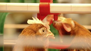 « La réglementation européenne est parmi les plus strictes, avec 750 cm² par poule dans les cages aménagées, contre 350 cm² ou moins dans la plupart des pays du monde », pointe Yves-Marie Baudet, président du CNPO. « La réglementation européenne est parmi les plus strictes, avec 750 cm² par poule dans les cages aménagées, contre 350 cm² ou moins dans la plupart des pays du monde », pointe Yves-Marie Baudet, président du CNPO.