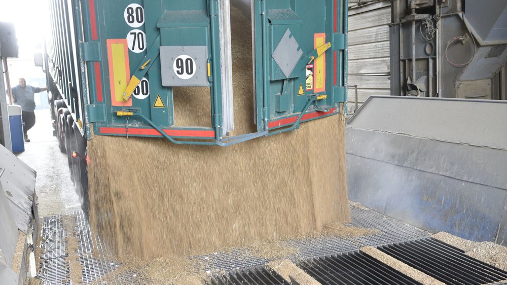 Les prix mondiaux des céréales ont reculé de 5,6 % sur un mois, selon la FAO.