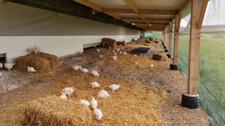 Les poulets expriment davantage les comportements d'exploration et de bains de poussières dans les jardins d'hiver qu'en bâtiment. Les poulets expriment davantage les comportements d'exploration et de bains de poussières dans les jardins d'hiver qu'en bâtiment.