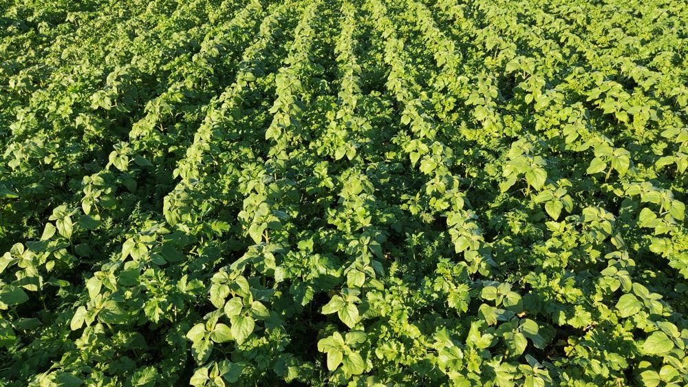 Dans le futur rang de betteraves, travaillé à la fin de l'été, du tournesol est installé pour maintenir la structure pendant l’hiver. D'autres espèces couvrent le reste de la parcelle.