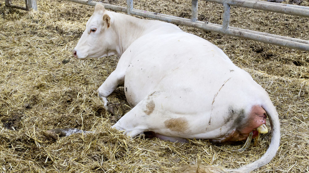La mise-bas est une période de potentielle forte excrétion de la bactérie responsable de la fièvre Q.