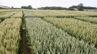 Certaines variétés de blé disposent d’un système racinaire plus développée, d’autres ferment plus vite leurs stomates ou tolèrent mieux par leur métabolisme le sec et les températures très élevées.