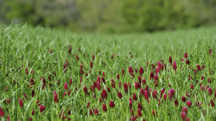 Le marché du printemps 2023 devrait continuer à être porté par les espèces courte durée : trèfle incarnat, ray-grass italien, colza fourrager…