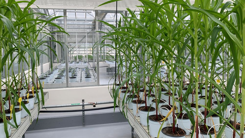 Certaines espèces telles que les cultures de printemps (ici maïs) nécessitent encore de la part des sociétés de la recherche et du  développement.