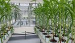 Certaines espèces telles que les cultures de printemps (ici maïs) nécessitent encore de la part des sociétés de la recherche et du  développement.