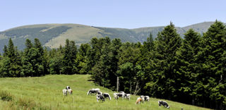 Si les revenus non agricoles représentent moins de 50 % des revenus totaux, le demandeur pluriactif reste éligible à l'ICHN sans autre condition. Si les revenus non agricoles représentent moins de 50 % des revenus totaux, le demandeur pluriactif reste éligible à l'ICHN sans autre condition.