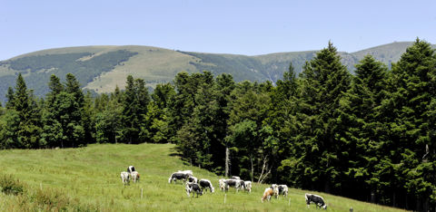 Si les revenus non agricoles représentent moins de 50 % des revenus totaux, le demandeur pluriactif reste éligible à l'ICHN sans autre condition. Si les revenus non agricoles représentent moins de 50 % des revenus totaux, le demandeur pluriactif reste éligible à l'ICHN sans autre condition.
