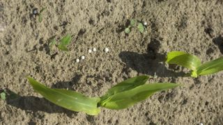 Vivescia teste les engrais produits par Fertiberia à partir d'hydrogène «vert», provenant de l'électrolyse de l'eau. Vivescia teste les engrais produits par Fertiberia à partir d'hydrogène «vert», provenant de l'électrolyse de l'eau.