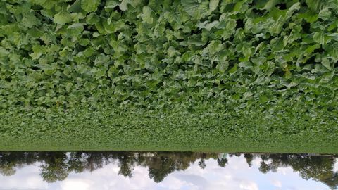 Dans l’Ouest, le colza bio bénéficie de conditions très favorables à l’automne.