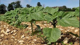 Il est plus facile de tenir un persil propre en semis sous couvert qu’en semis d’été.