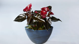 Anthurium andreanum ‘Anthfysan Delicata'. Anthurium andreanum ‘Anthfysan Delicata'.