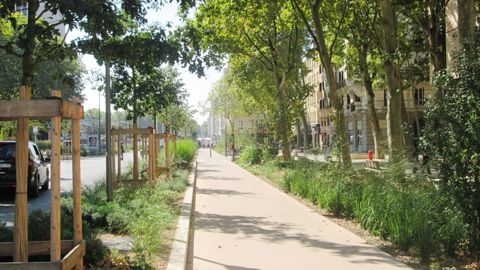 Le platane concentre de nombreux atouts - vigueur, port, longévité, tolérance au sec, ombrage de qualité - qui l’ont conduit à devenir emblématique depuis le xixe siècle pour les alignements de voirie, mais aussi sur les places et squares des villes et villages.