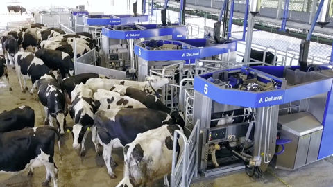 Les lots de vaches sont mélangés dans l'aire d'attente des robots. Les vaches sont ensuite redirigées vers leurs logettes grâce à une porte de tri. Les lots de vaches sont mélangés dans l'aire d'attente des robots. Les vaches sont ensuite redirigées vers leurs logettes grâce à une porte de tri.