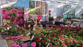 Les Ets Meilland International exposeront pour la première fois aux FlowerTrials 2023, dans le site de MNP / Suntory à Leimuiderbrug, au centre des Pays-Bas. Les Ets Meilland International exposeront pour la première fois aux FlowerTrials 2023, dans le site de MNP / Suntory à Leimuiderbrug, au centre des Pays-Bas.