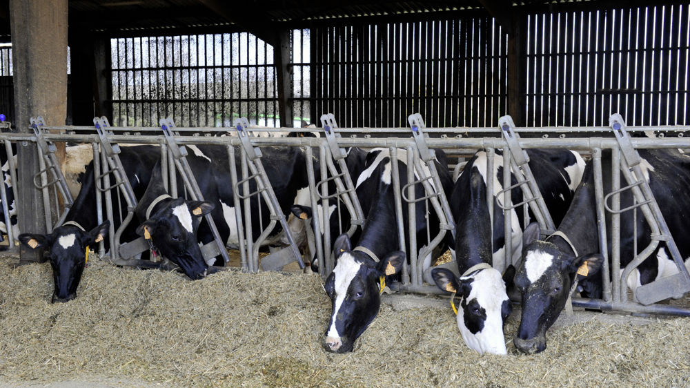 En 2022, les fonds mobilisés par Avril via sa filiale Sanders ont été utilisés par plus de 1200 éleveurs.