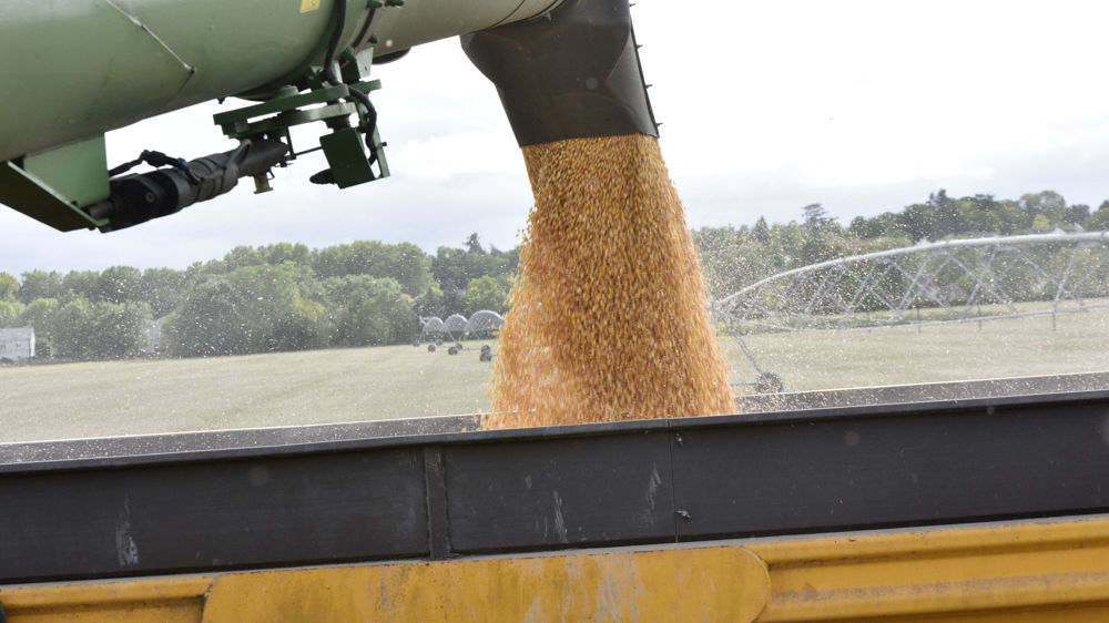 C'est le maïs qui a tiré à la hausse les estimations de production céréalière mondiale du CIC, publiées le 20 avril 2023.