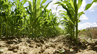Le S-métolachlore a un effet herbicide à action racinaire. Il était utilisé sur des cultures de printemps, en prélevée ou de post-levée précoce. Le S-métolachlore a un effet herbicide à action racinaire. Il était utilisé sur des cultures de printemps, en prélevée ou de post-levée précoce.