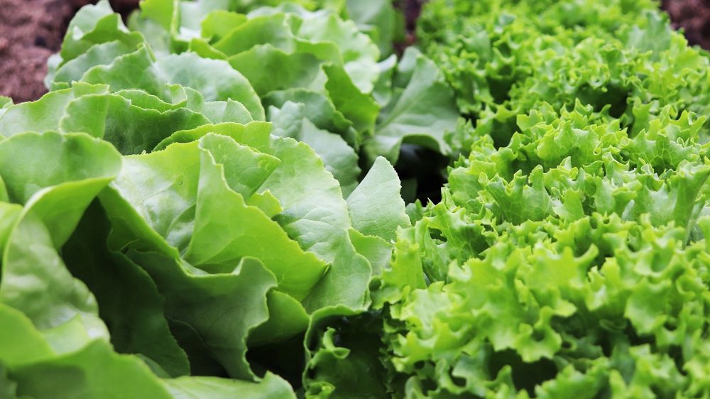 La baisse des récoltes des laitues françaises a fait grimper leurs prix en fin de campagne, note Agreste.