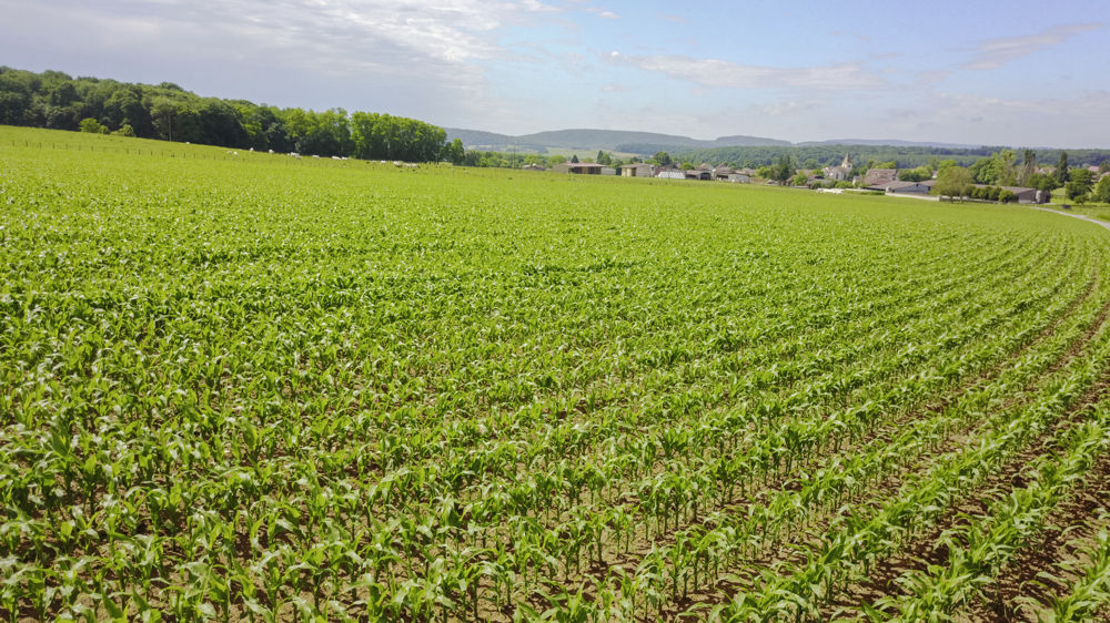 La France demande à l’Union européenne de statuer « sans délai » sur le retrait de la substance à l’échelle communautaire.