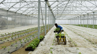 La disponibilité et le coût de la main-d'œuvre font partie des facteurs qui jouent sur la compétitivité de la filière des fruits et légumes. La disponibilité et le coût de la main-d'œuvre font partie des facteurs qui jouent sur la compétitivité de la filière des fruits et légumes.