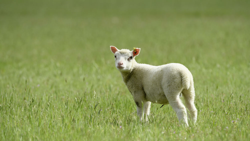 Les conditions climatiques peu engageantes incitent le gouvernement à modifier les conditions de production des agneaux label rouge.