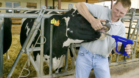 Les applications par voie orale ou par injection sont à privilégier. Les pour-on ne permettent pas de bien ajuster la dose à l'animal et une partie de la matière active est perdue par excrétion fécale.