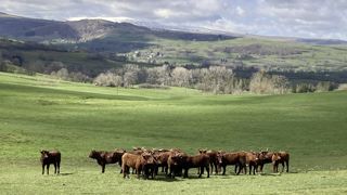 Un démarrage de l’herbe plus précoce va avancer les mises à l’herbe des bovins. Un démarrage de l’herbe plus précoce va avancer les mises à l’herbe des bovins.