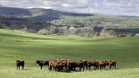 Un démarrage de l’herbe plus précoce va avancer les mises à l’herbe des bovins.