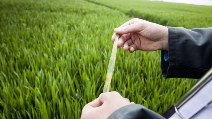 En situation de risque septoriose, Aquicine Duo peut être appliqué seul au T1 à la dose de 2 à 2,5 l/ha où il a montré une bonne efficacité.