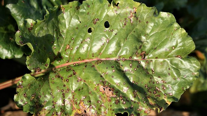 La cercosporiose reste la maladie la plus nuisible sur betteraves.
