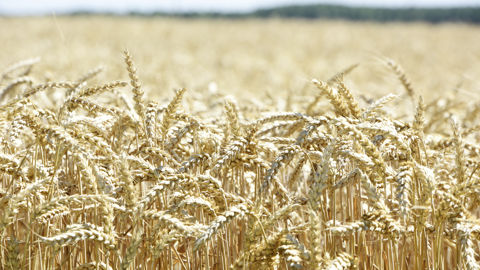Le ministère américain de l'agriculture, ou USDA, prévoit des rendements américains de blé en baisse de 3,8 % par rapport à la campagne précédente. Le ministère américain de l'agriculture, ou USDA, prévoit des rendements américains de blé en baisse de 3,8 % par rapport à la campagne précédente.