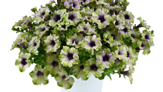 Petunia hybrida AMAZONAS™ 'Plum Cockatoo'. Petunia hybrida AMAZONAS™ 'Plum Cockatoo'.