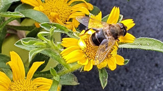 La série Heat Lover regroupe des espèces et cultivars qui fleurissent tout l'été, aiment le soleil et la chaleur et supportent une sécheresse occasionnelle.