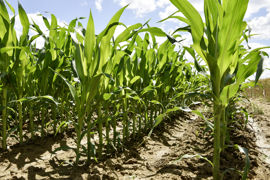 Avec seulement 1,33 million d'hectares en 2023, le service de la statistique du ministère de l’Agriculture estime que la sole de maïs (grains et semences) est au plus bas depuis trente ans. Avec seulement 1,33 million d'hectares en 2023, le service de la statistique du ministère de l’Agriculture estime que la sole de maïs (grains et semences) est au plus bas depuis trente ans.