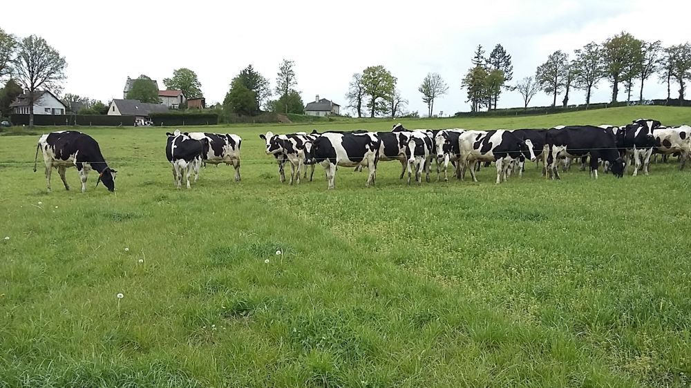 Un mélange d’espèces agressives aura plus de chance de s’imposer dans un couvert vivant.