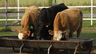 Un cas de maladie de vache folle atypique a été détecté dans un abattoir de Caroline du Sud. Un cas de maladie de vache folle atypique a été détecté dans un abattoir de Caroline du Sud.