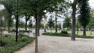 Quels sont les arbres qui seront adaptés au climat du futur dans les villes ? L’Académie d’agriculture de France s’est aussi posé cette question dans l’une de ses séances l’an passé…