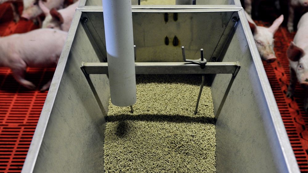 La demande en alimentation animale, notamment dans le secteur porcin, est à la baisse en 2023.