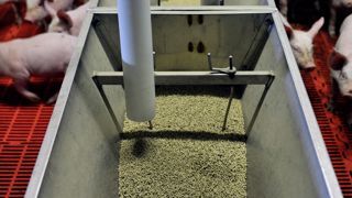 La demande en alimentation animale, notamment dans le secteur porcin, est à la baisse en 2023. La demande en alimentation animale, notamment dans le secteur porcin, est à la baisse en 2023.