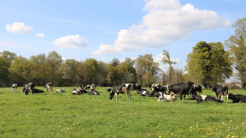 La Bretagne a perdu 17 150 vaches laitières en 2022.
