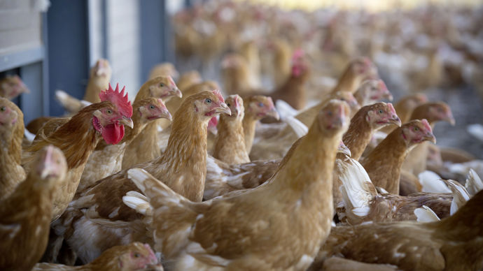 Poulets et canards ne réagissent pas de la même manière en présence de variants faiblement et hautement pathogènes de l'influenza aviaire.