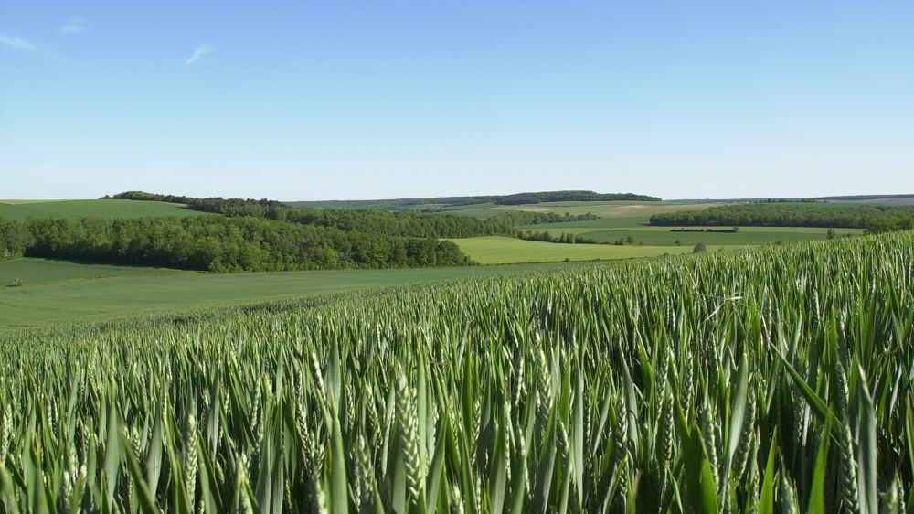 Au 22 mai 2023, 71 % des blés tendres avaient atteint le stade épiaison, selon FranceAgriMer.
