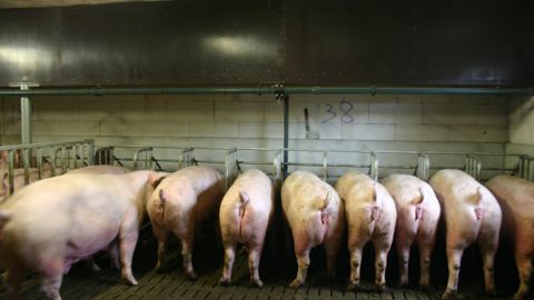 La baisse du cheptel porcin se répercute sur la production des fabricants d’aliments composés.