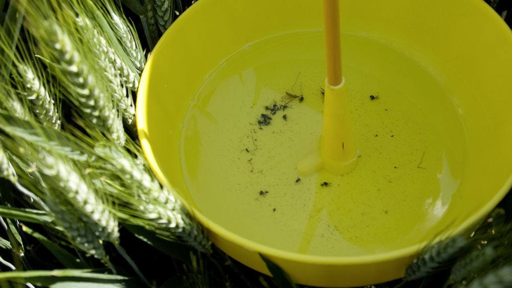 Certaines variétés sont tolérantes aux attaques de cécidomyies orange.