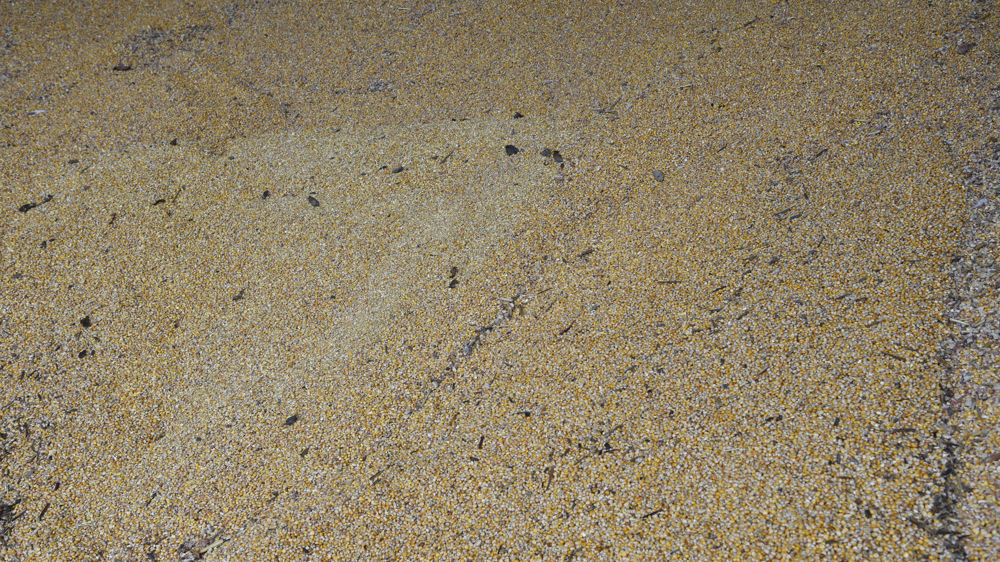 La Commission européenne prolonge les restrictions imposées par la Pologne, la Hongrie, la Slovaquie, la Bulgarie et la Roumanie sur l’importation de céréales ukrainiennes jusqu’au 15 septembre 2023.