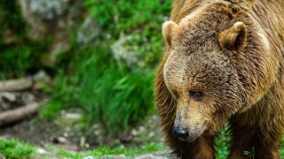 Le 6 juin 2023, le procureur de Foix a condamné deux éleveurs "anti-ours" à la prison avec sursis. Le 6 juin 2023, le procureur de Foix a condamné deux éleveurs "anti-ours" à la prison avec sursis.
