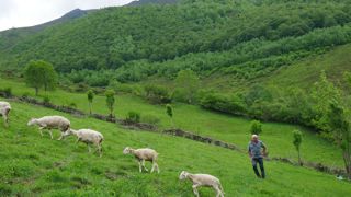Michel Estrémé avec son troupeau sur son exploitation à l'orée d'une forêt où se trouvent des ours : « Je suis mal à l'aise. J'ai toujours l'oreille tendue, dès qu'il y a un bruit. » Michel Estrémé avec son troupeau sur son exploitation à l'orée d'une forêt où se trouvent des ours : « Je suis mal à l'aise. J'ai toujours l'oreille tendue, dès qu'il y a un bruit. »