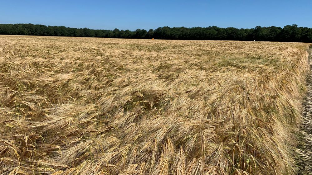 L'état de l'orge d'hiver s'est dégradé dans la semaine du 30 mai au 5 juin 2023, mais il reste meilleur qu'en 2022, à la même date.