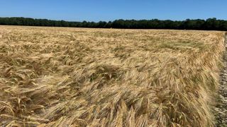 L'état de l'orge d'hiver s'est dégradé dans la semaine du 30 mai au 5 juin 2023, mais il reste meilleur qu'en 2022, à la même date. L'état de l'orge d'hiver s'est dégradé dans la semaine du 30 mai au 5 juin 2023, mais il reste meilleur qu'en 2022, à la même date.